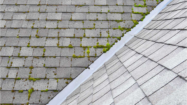 Residential shingle roof with moss growth.
