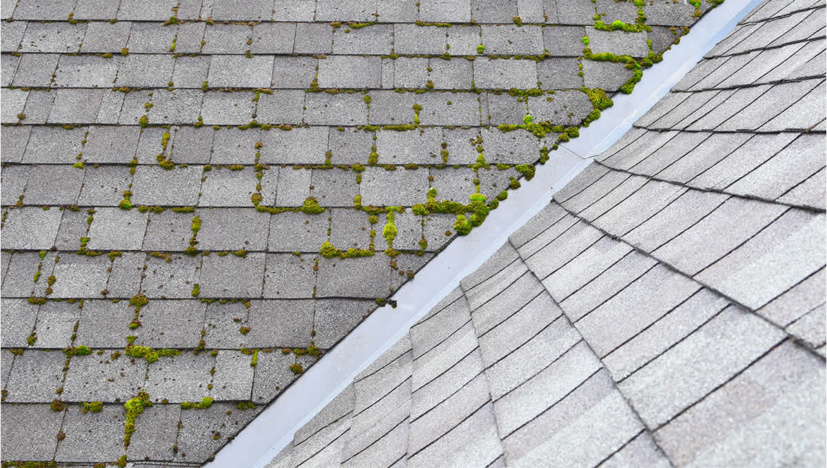 Green moss growing on grey asphalt roofing shingles