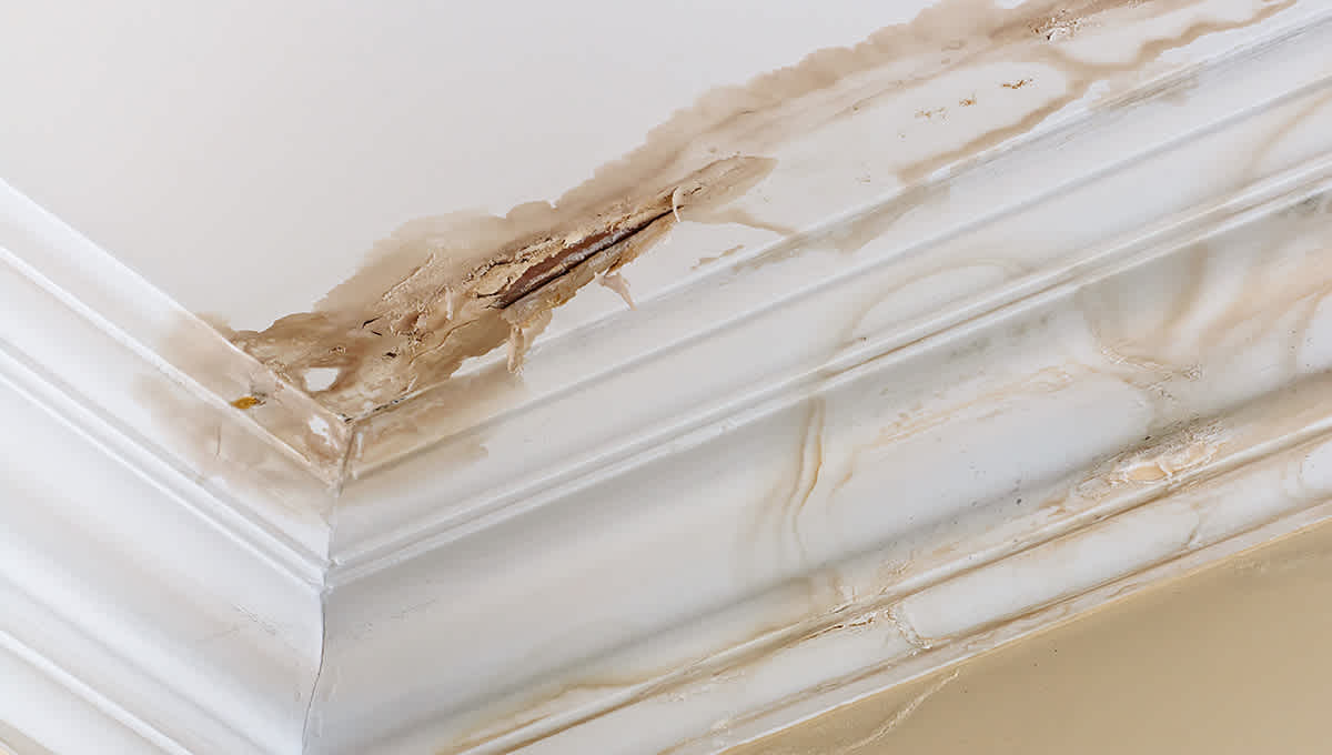 Interior ceiling and crown moldings with brown water stains from a roof leak