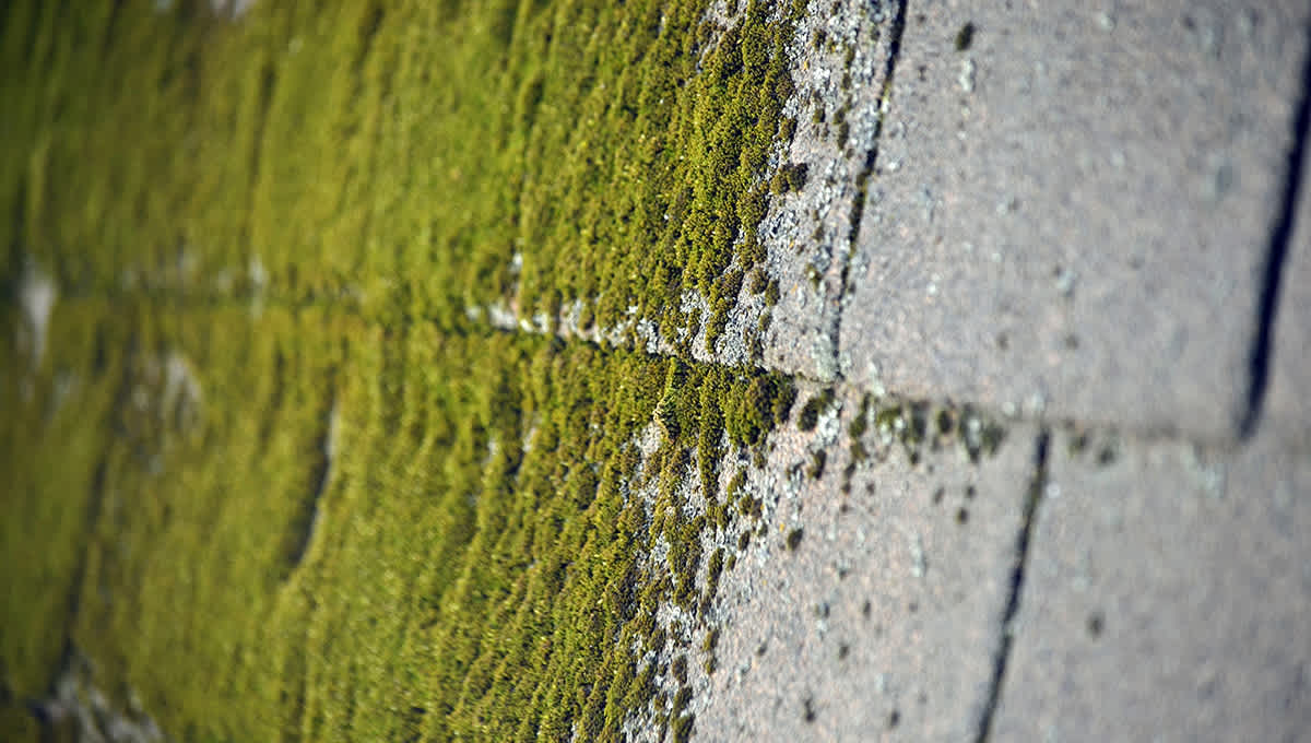 Asphalt roofing shingles with severe moss damage