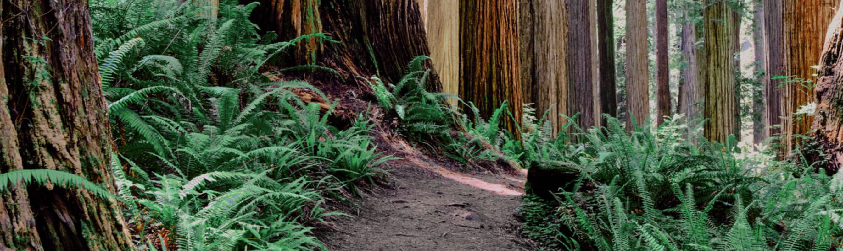 dirt path lined with green ferns and surrounded by tall trees