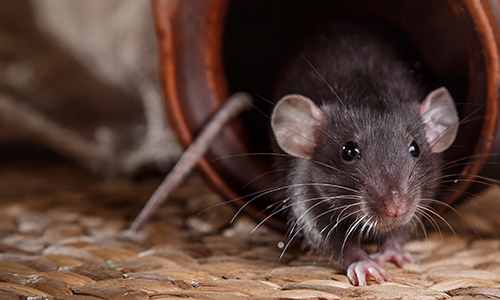Dark brown rat