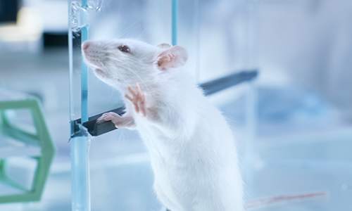 White lab mouse
