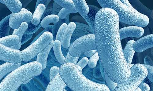 Example of what microorganisms look like under a microscope