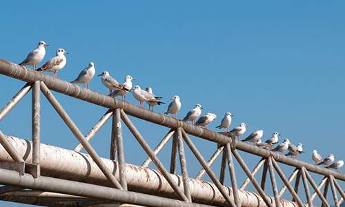 Seagulls perched on metal structures