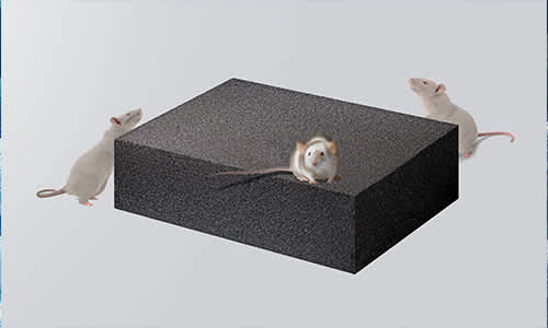 Rodents around a piece of foam insulation block