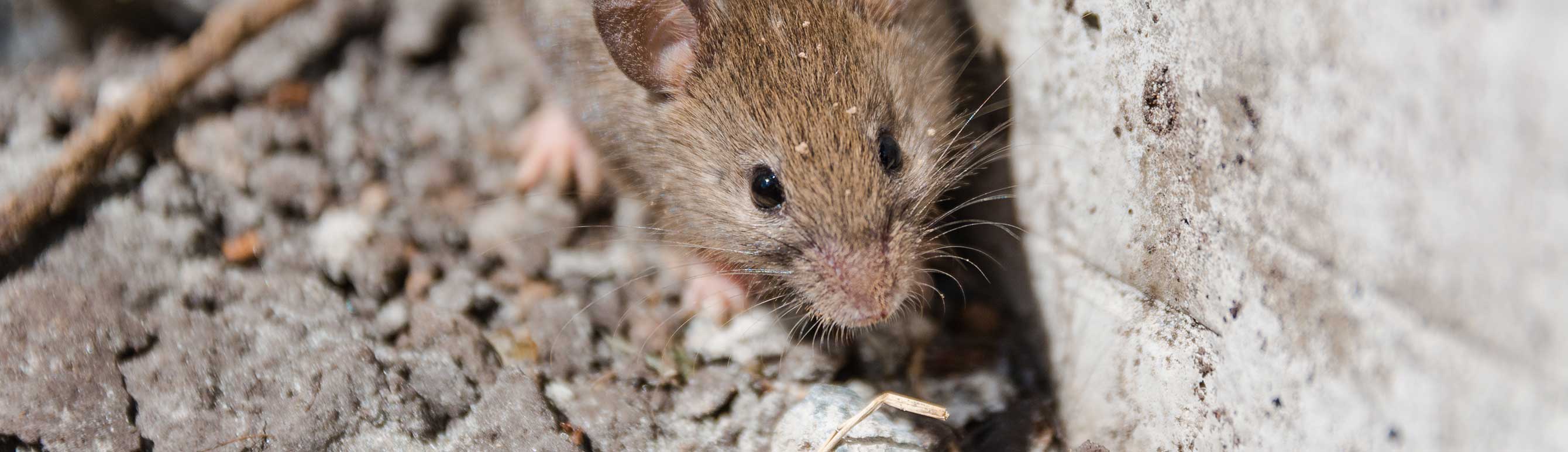 Mouse on concrete floor