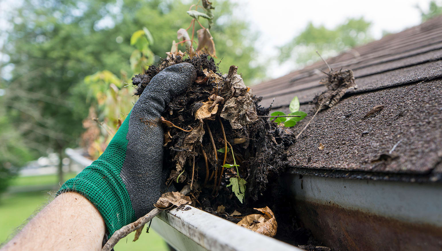 Leaves and other debris being removed form the gutters with green and black gloves.