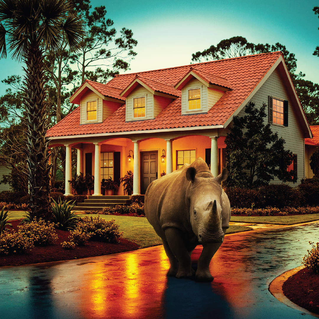 Rhino standing in the driveway in front of a Florida home with a tile roof.