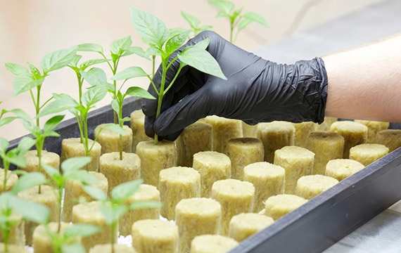 Photo of VidaWool block behind held in a person's hand who is standing in a greenhouse