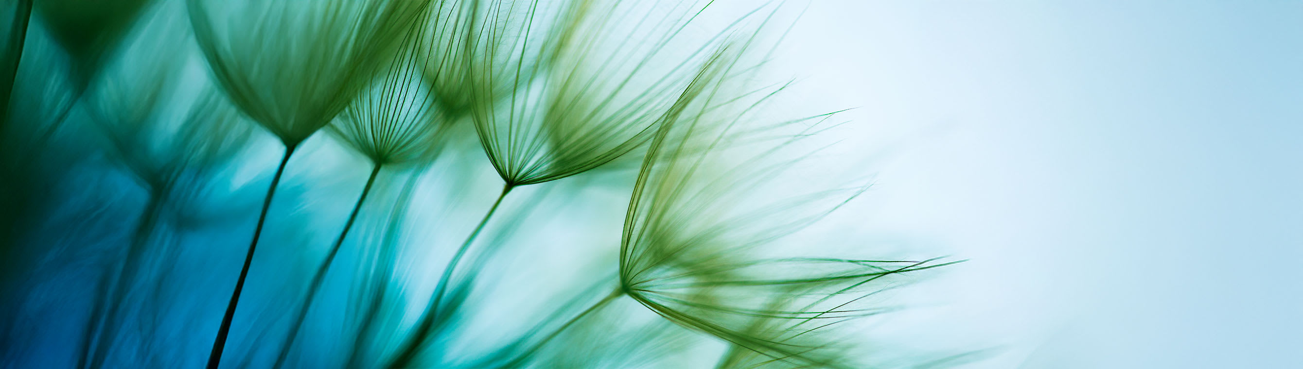 gros plan de plantes