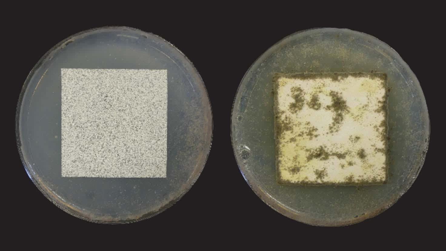 Comparison of sample veils comparing mold build up