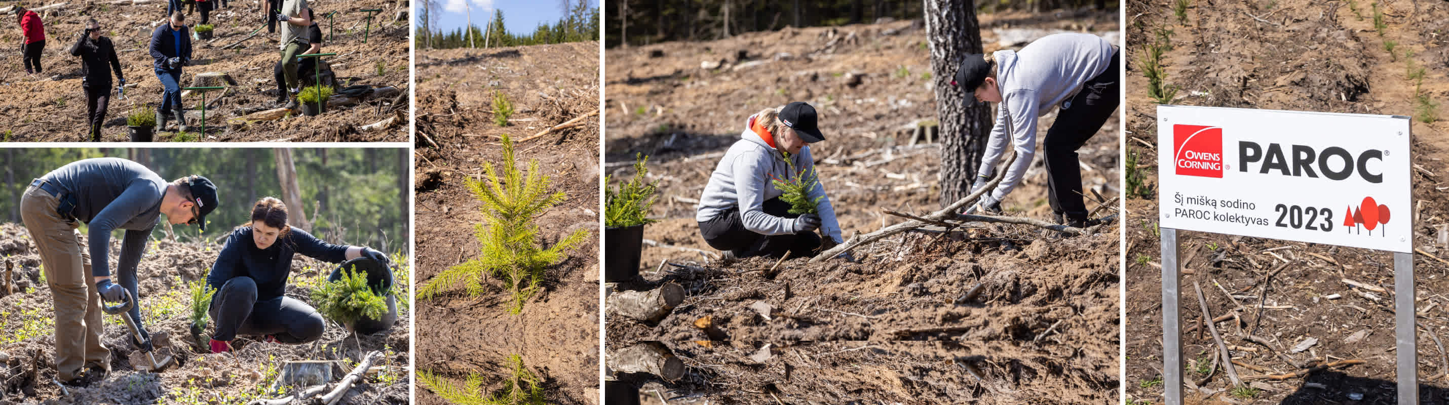  PAROC komanda pušų ir eglaičių sodinukais apsodino 1,2 ha plotą