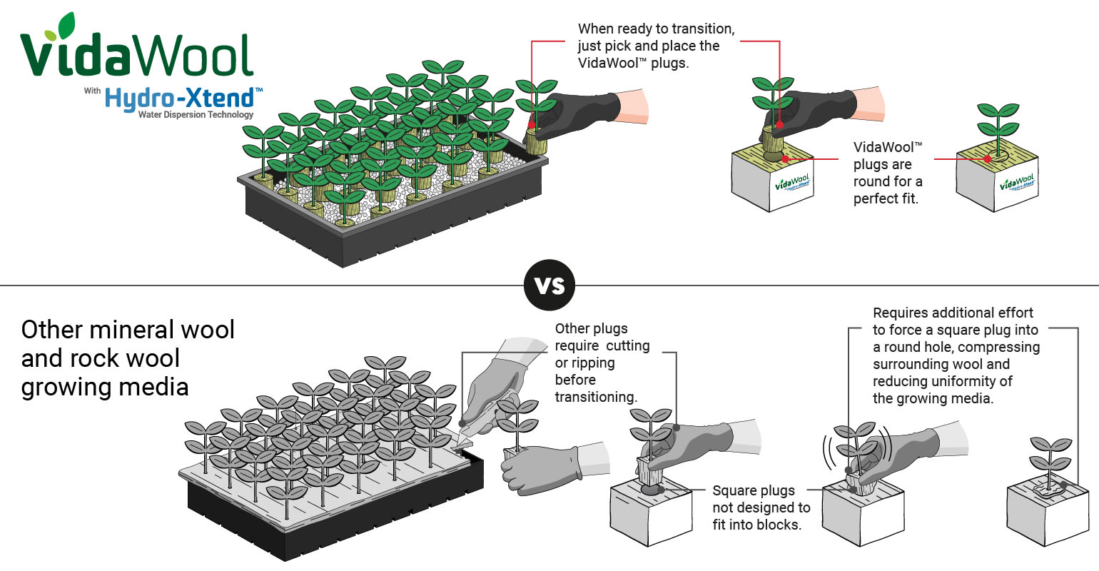 Comparison of VidaWool™ plug transitioning versus other rock wool growing media.